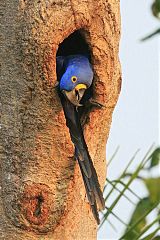 Hyacinth Macaw